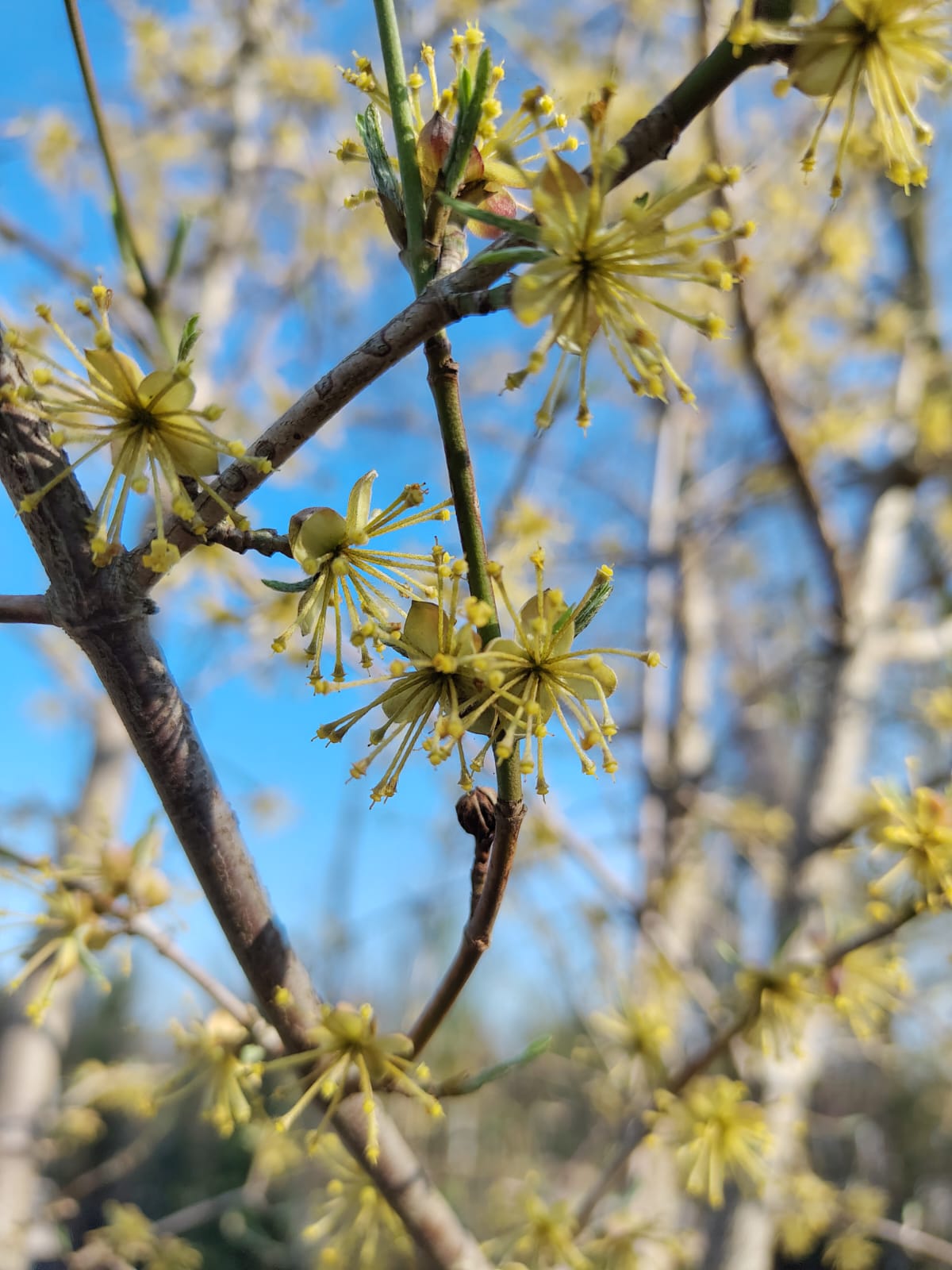 Gele kornoelje | Hoogstam