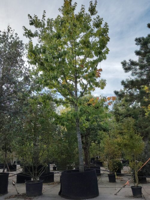 Amerikaanse eik | Hoogstam