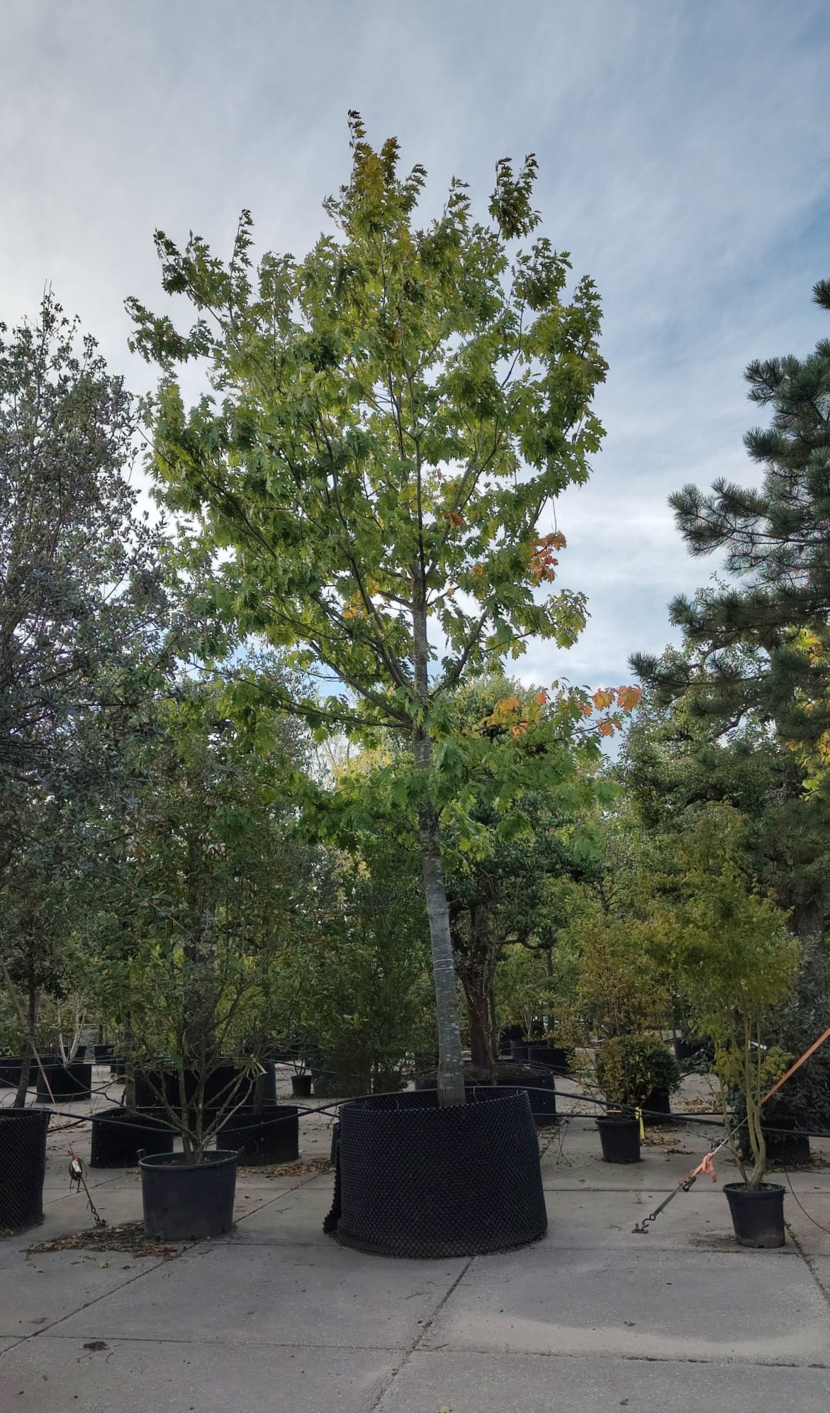 Amerikaanse eik | Hoogstam