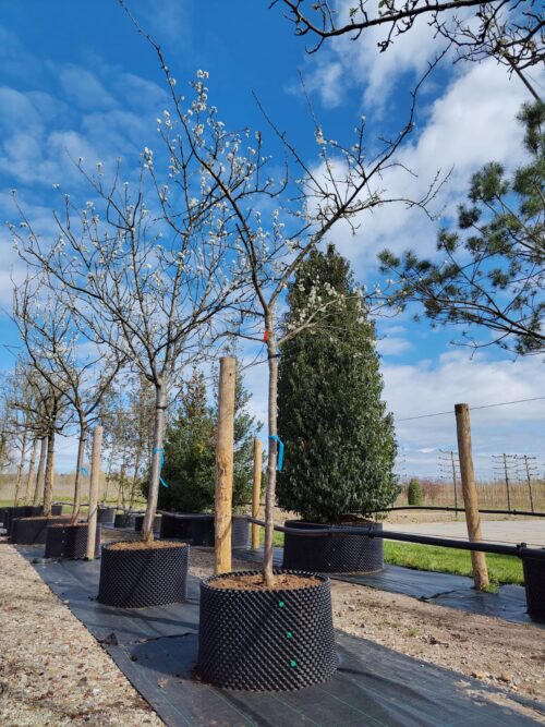 Pruimenboom 'Victoria' | Hoogstam