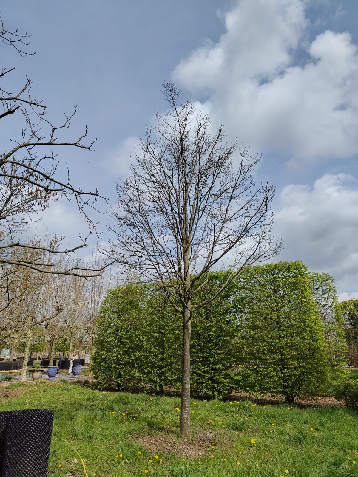 Winterlinde | Hoogstam