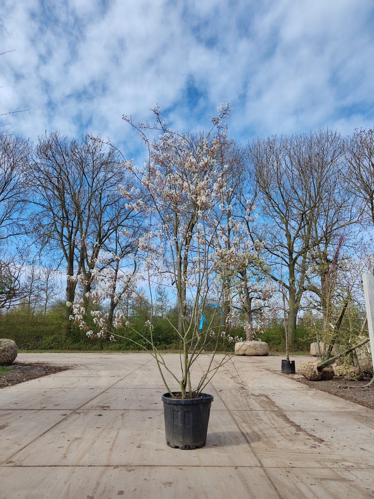 Amerikaans Krentenboompje | Meerstammig