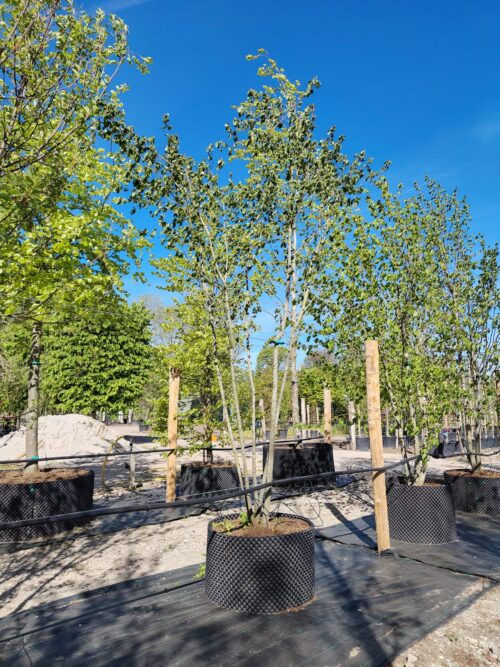 Rode kornoelje | Meerstammig