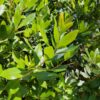 Aardbeiboom | Meerstammig