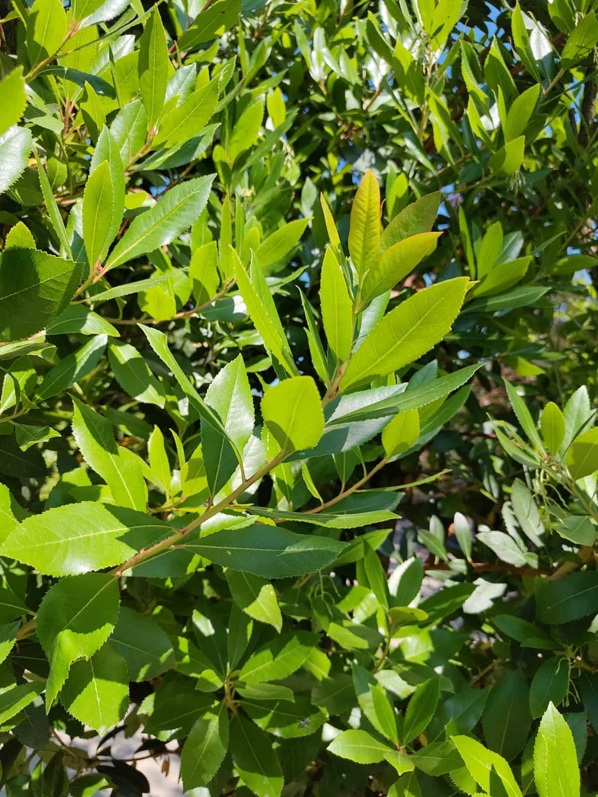 Aardbeiboom | Meerstammig