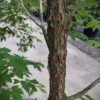 Driebloemige Esdoorn | Meerstammig