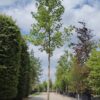 Amerikaanse tulpenboom | Hoogstam