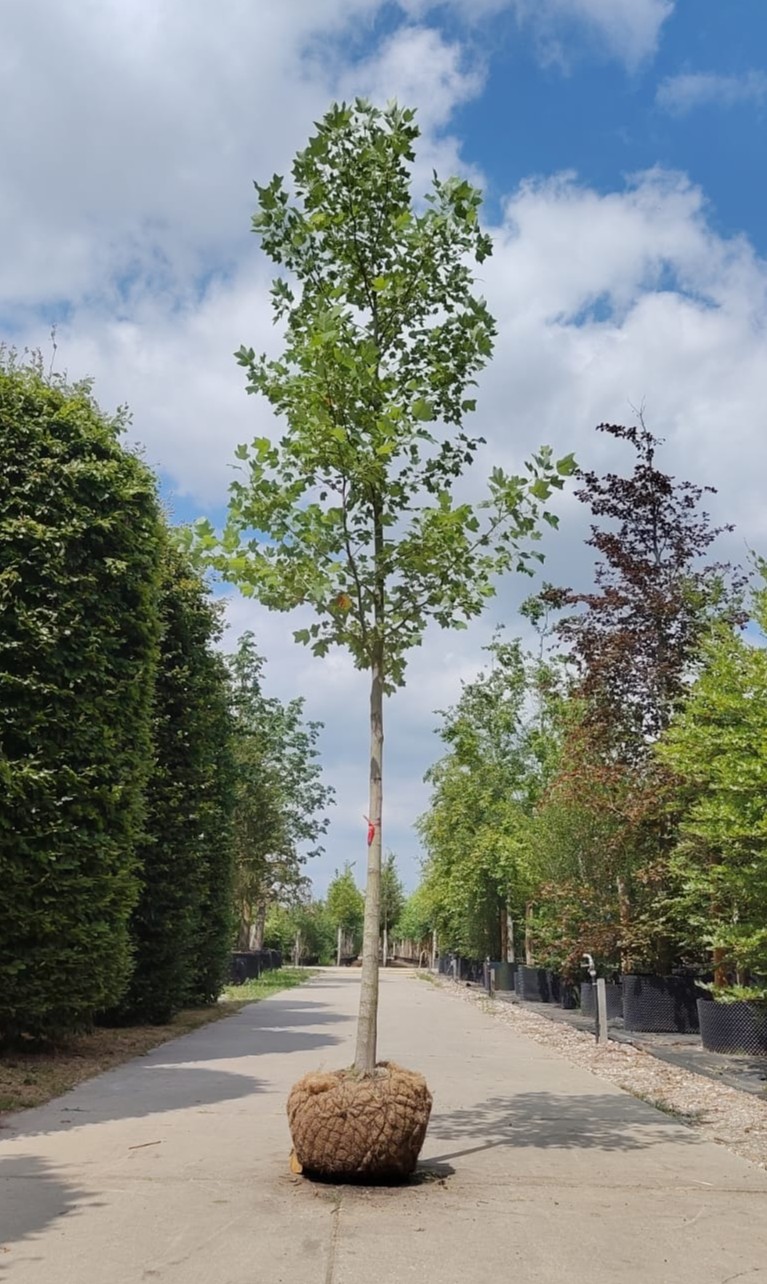 Amerikaanse tulpenboom | Hoogstam