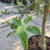 Appelboom 'Elstar' | Halfstam