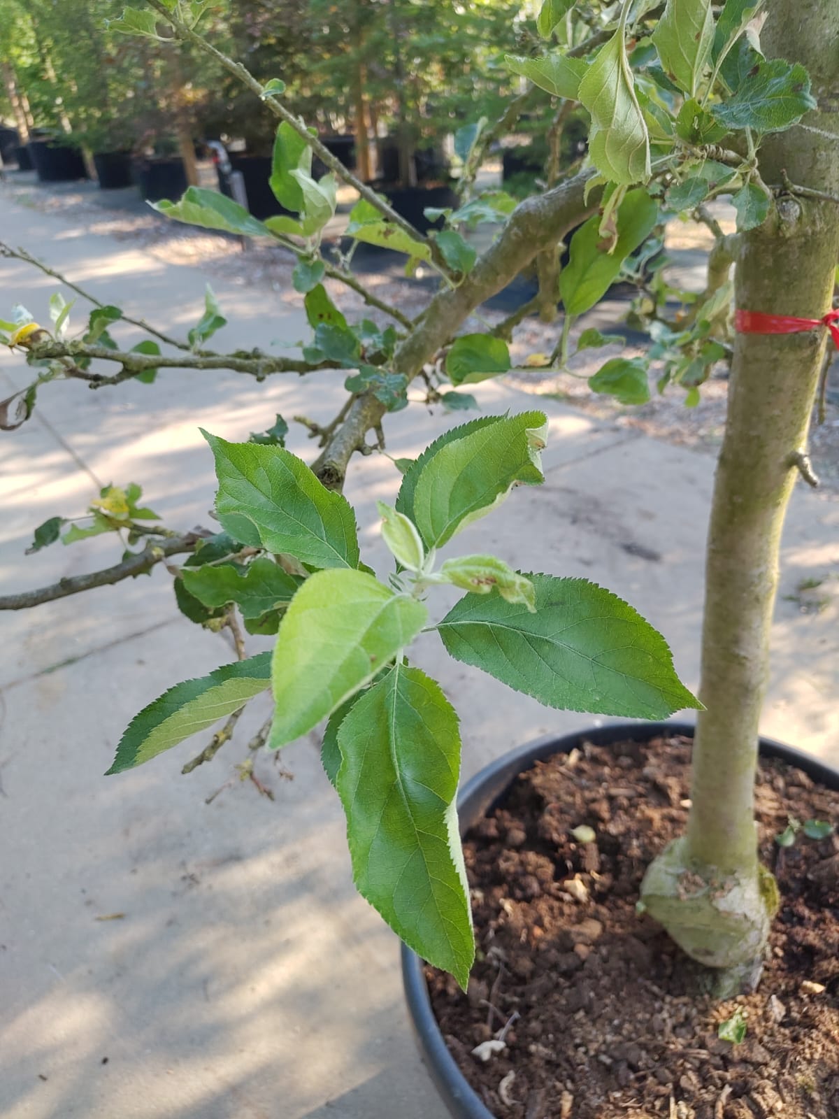 Appelboom 'Elstar' | Halfstam