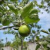 Appelboom 'Goudreinet' | Laagstam