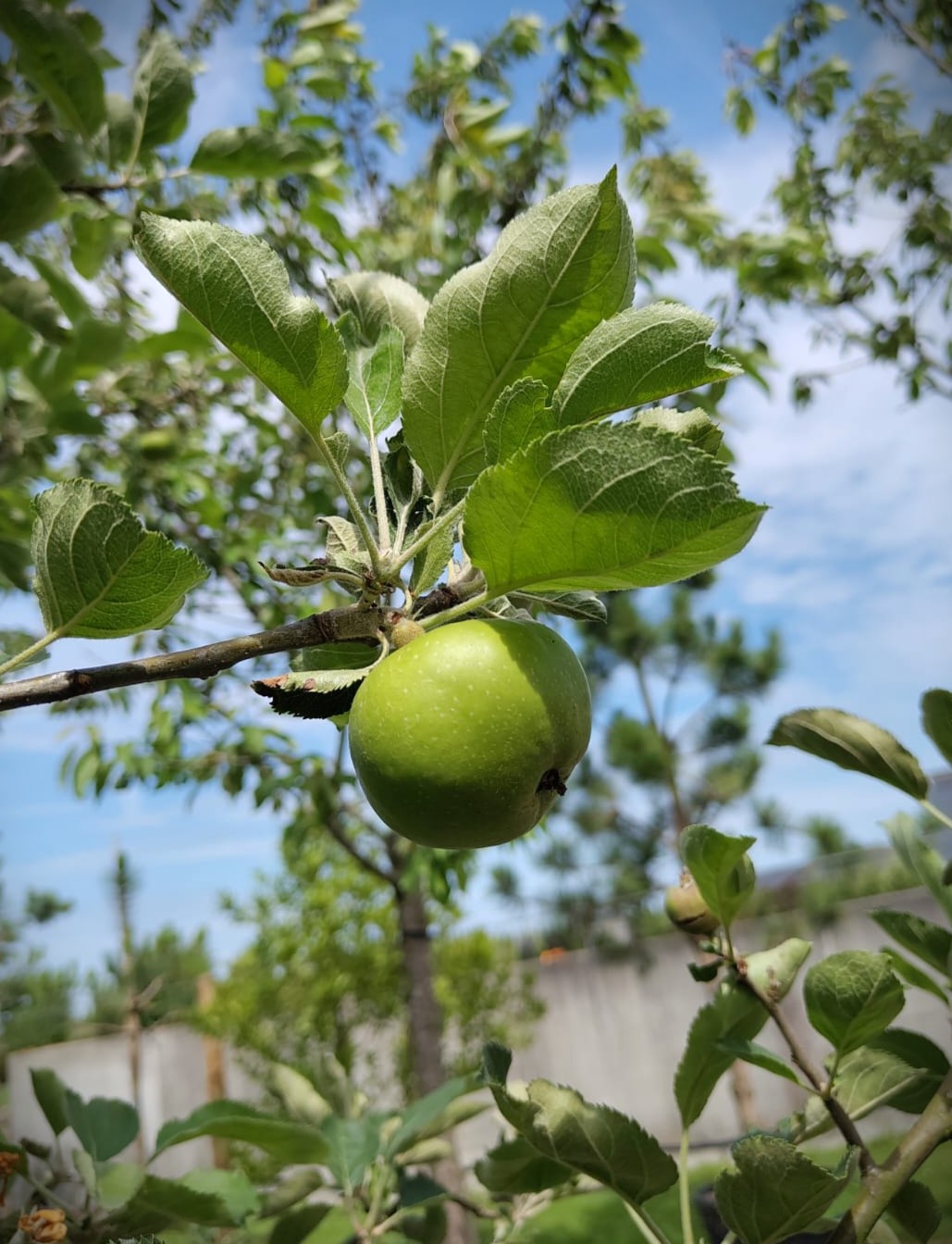 Appelboom 'Goudreinet' | Laagstam