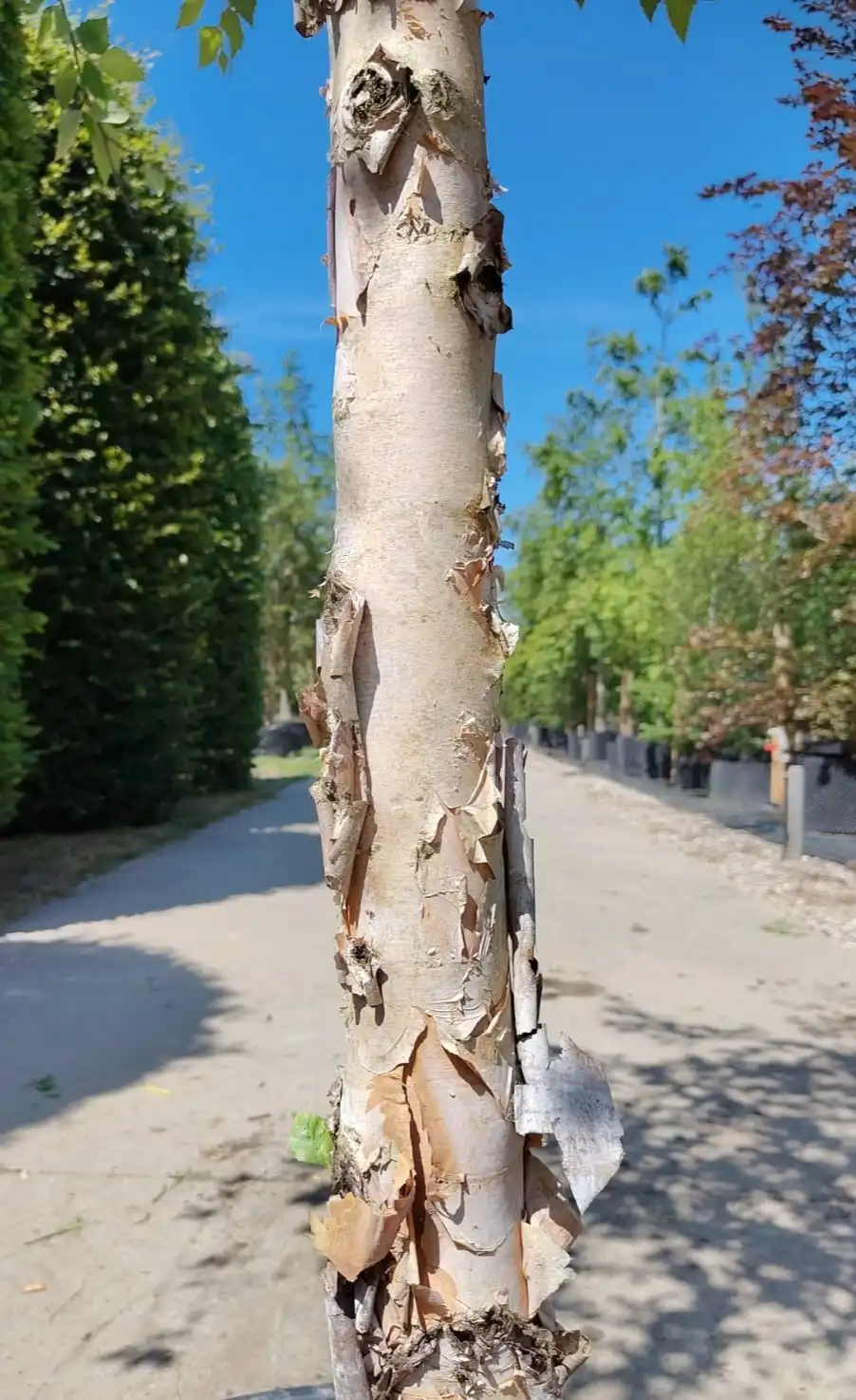 Zwarte berk | Hoogstam