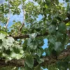 Perenboom 'Gieser wildeman' | Hoogstam