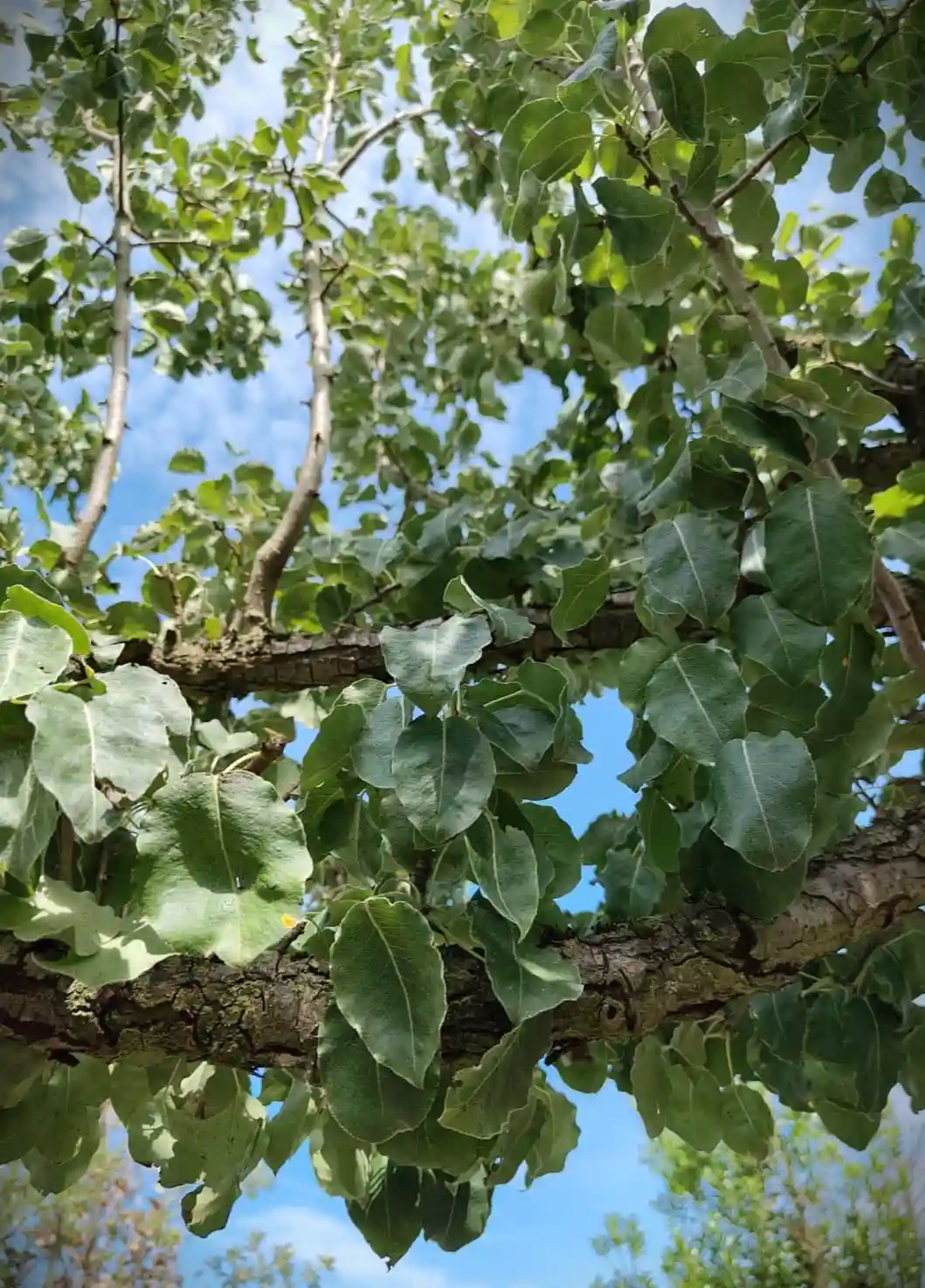Perenboom 'Gieser wildeman' | Hoogstam