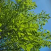 Witte moerbei | Hoogstam