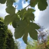 Gewone esdoorn | Laanboom