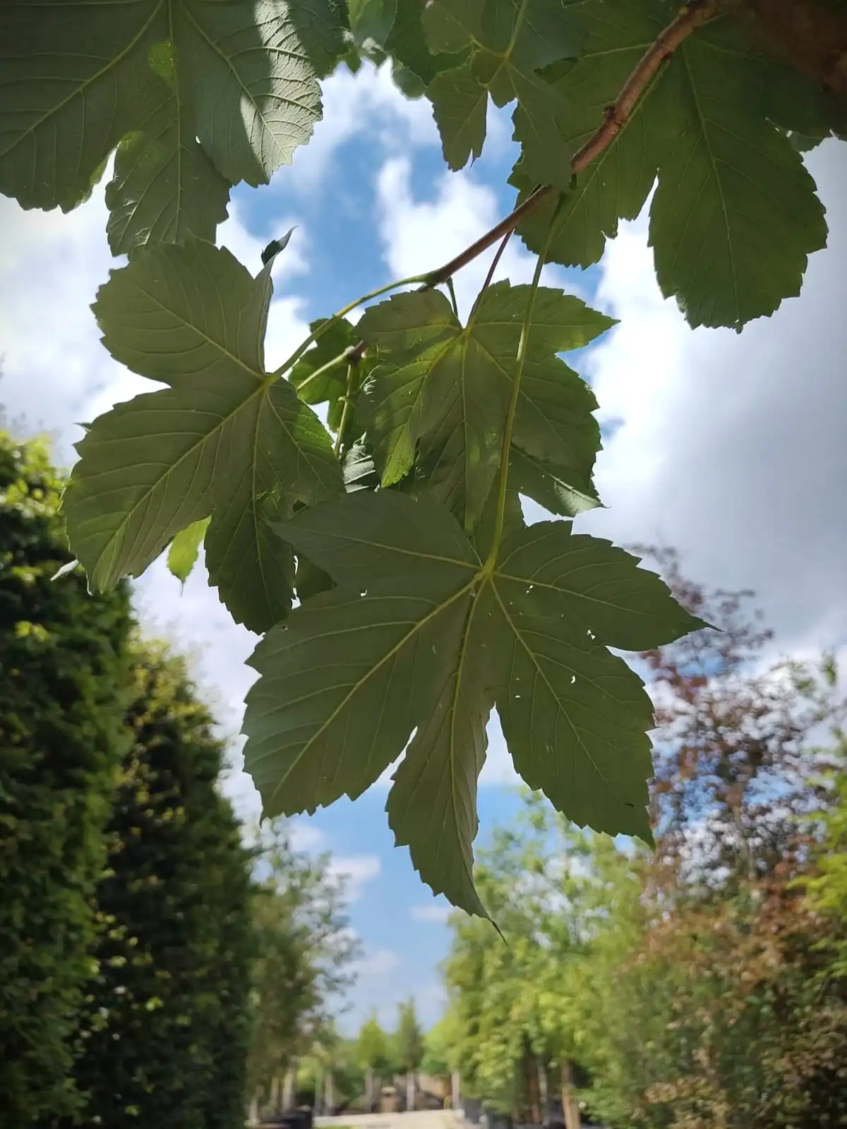 Gewone esdoorn | Laanboom