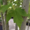 Rode esdoorn | Meerstammig