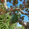 Sierappel 'Royalty' | Hoogstam