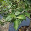 Appelboom 'Goudreinet' | Laagstam