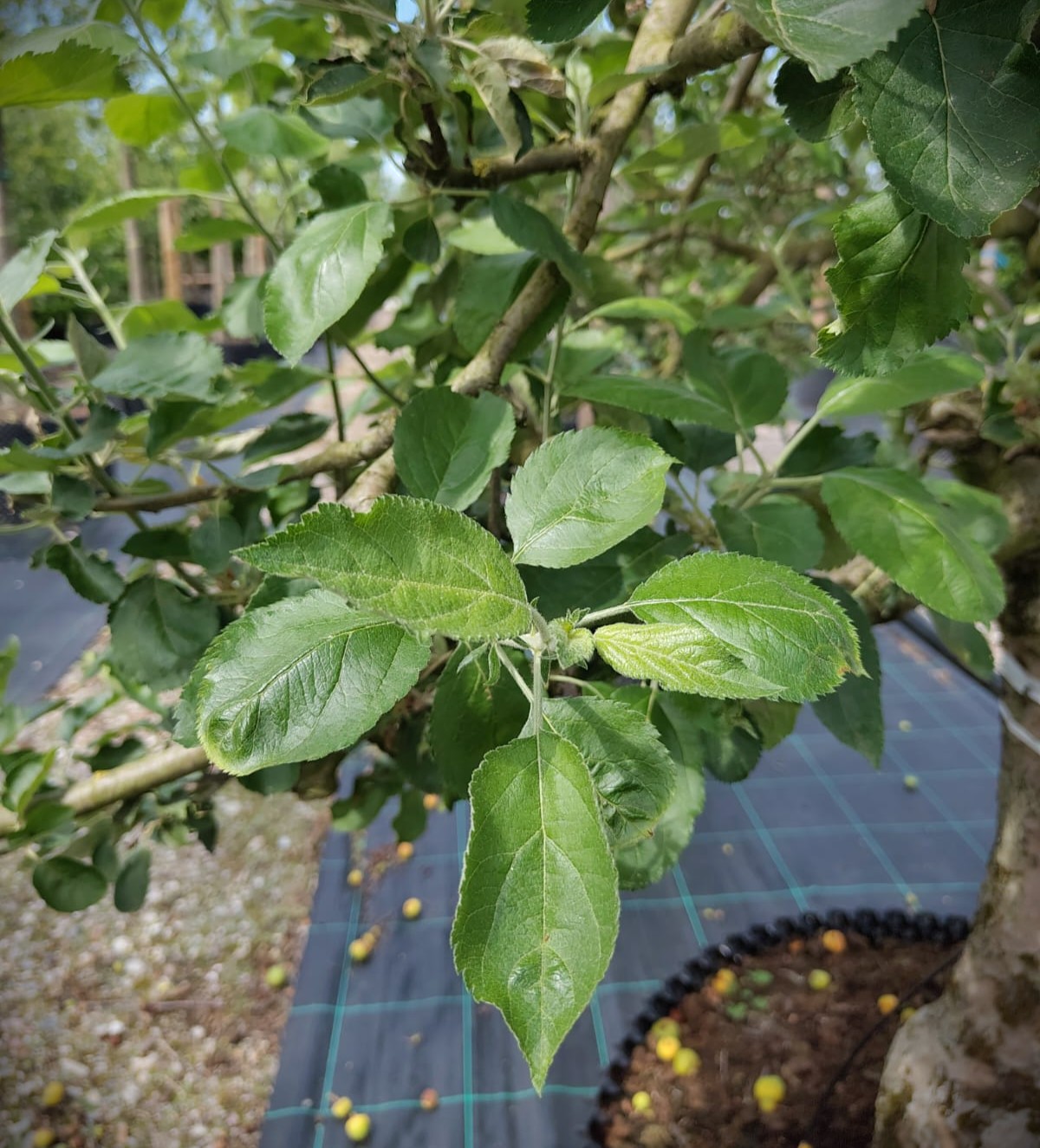 Appelboom 'Goudreinet' | Laagstam