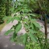Driebloemige Esdoorn | Meerstammig