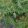 Canadese hemlock spar | Laagstam