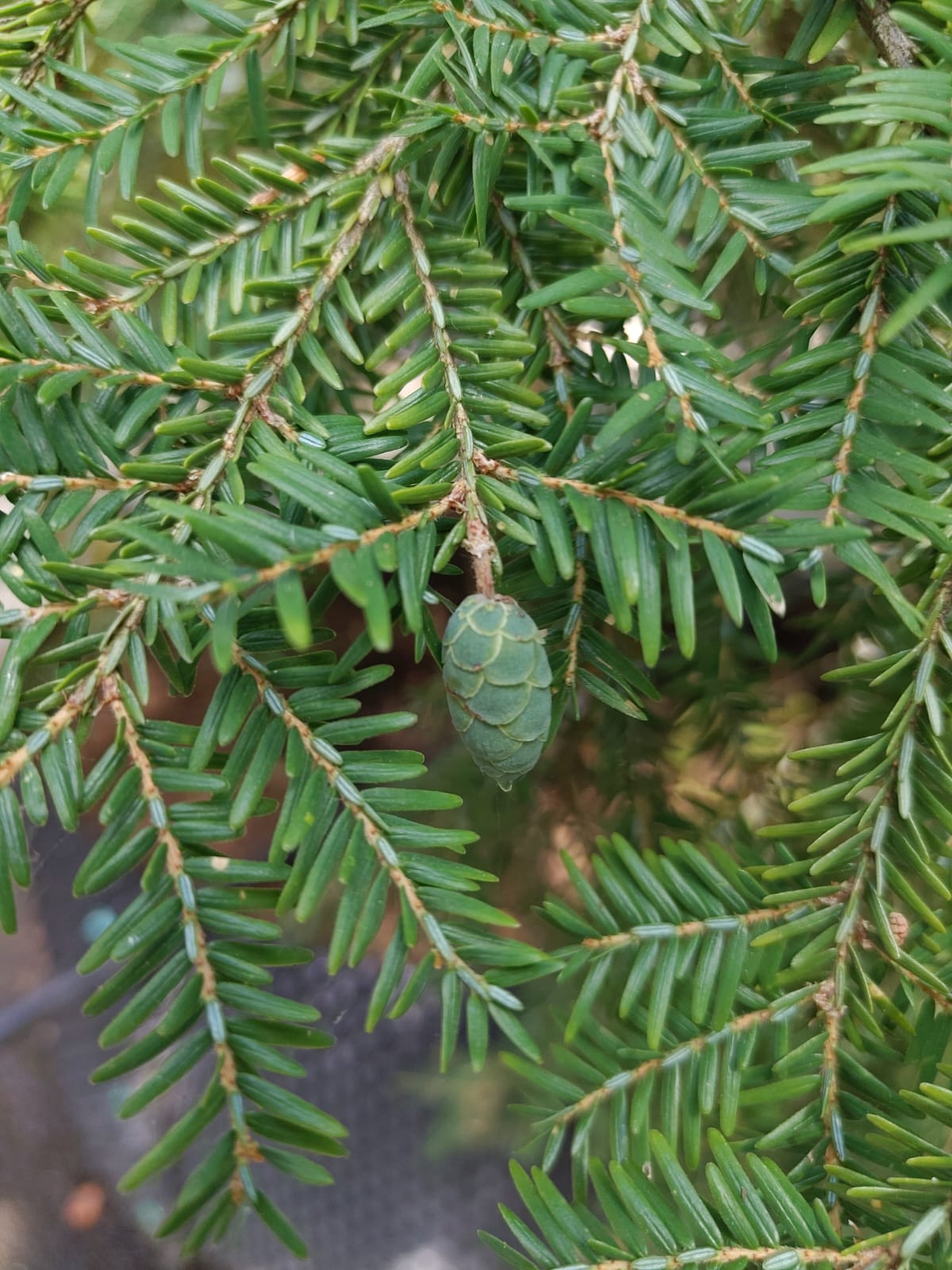 Canadese hemlock spar | Laagstam
