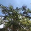Canadese hemlock spar | Laagstam