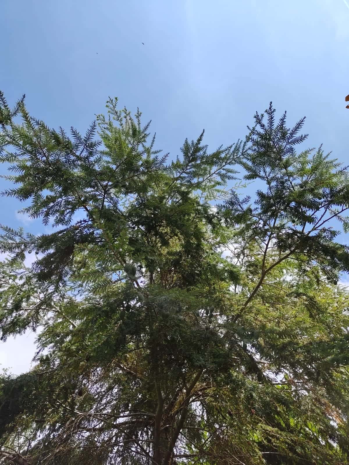 Canadese hemlock spar | Laagstam
