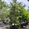 Canadese hemlock spar | Laagstam