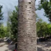 Chinese sierkers | Hoogstam