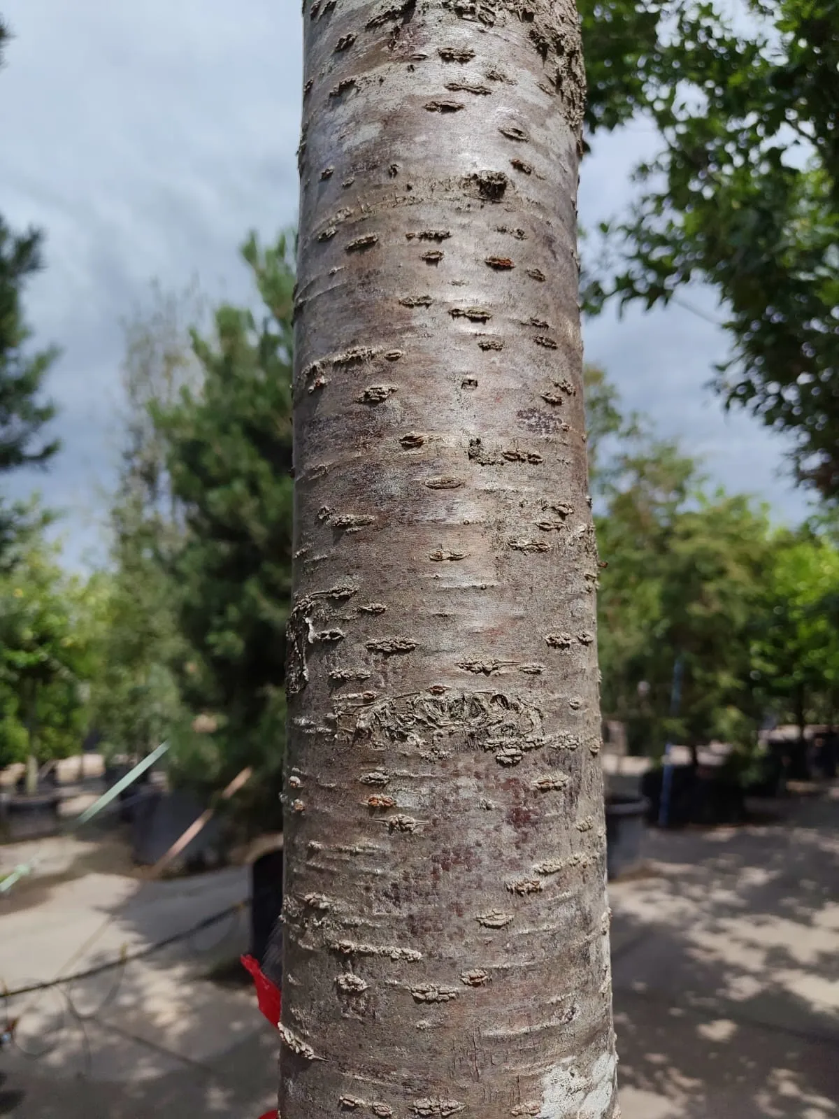 Chinese sierkers | Hoogstam