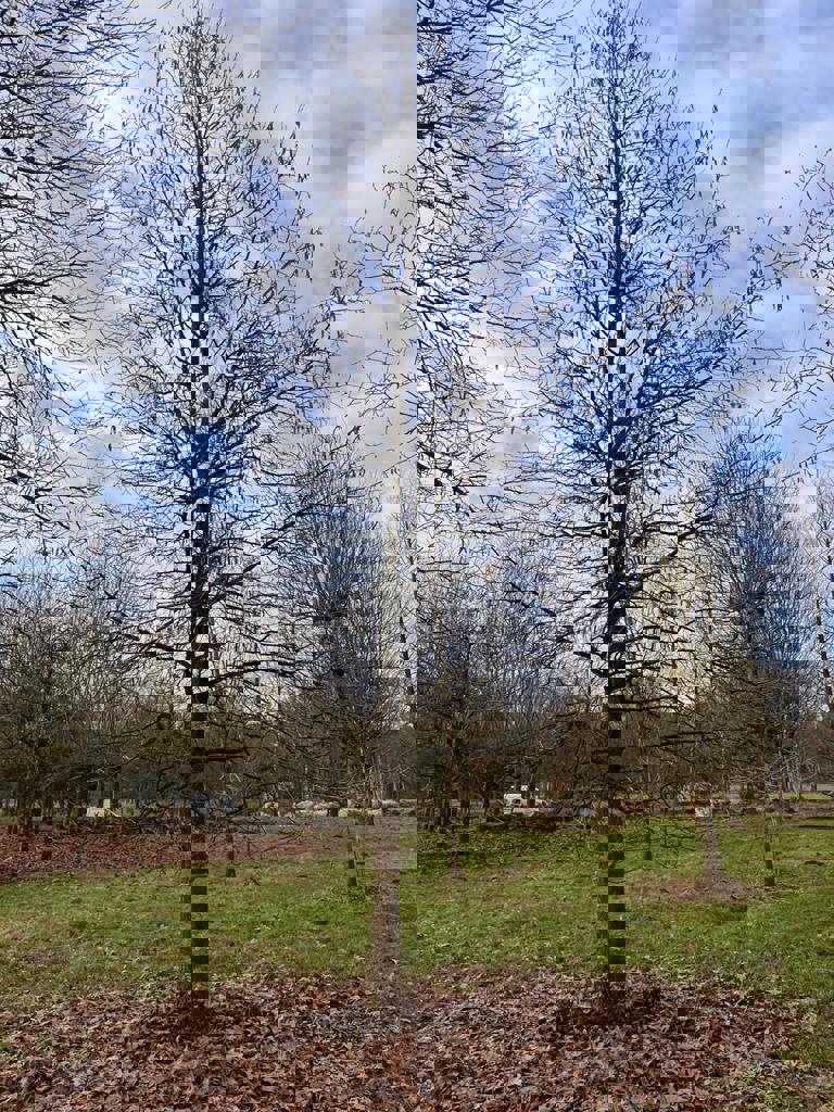 Boomhazelaar | Hoogstam