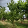 Vaantjesboom | Meerstammig