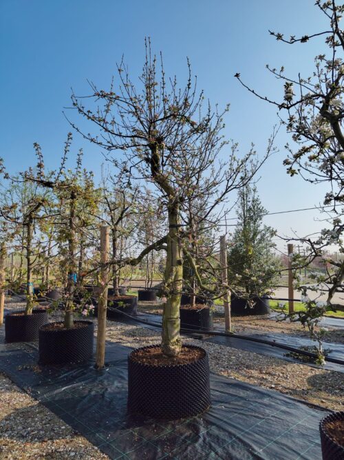 Appelboom 'Elstar' | Laagstam