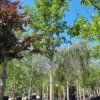 Noorse Esdoorn 'Eurostar' | Hoogstam