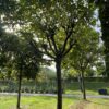 Plataan | Franse knotvorm