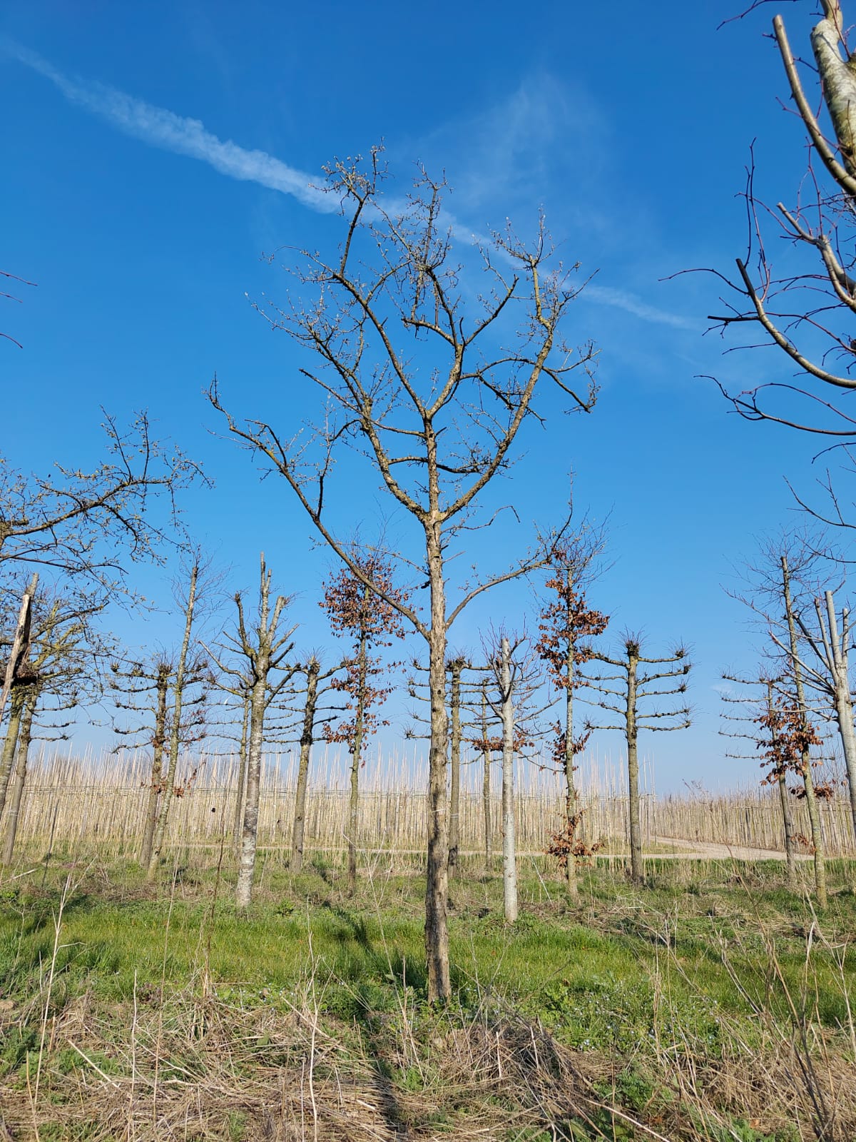 Gele kornoelje | Hoogstam