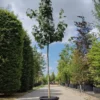 Gewone esdoorn | Laanboom