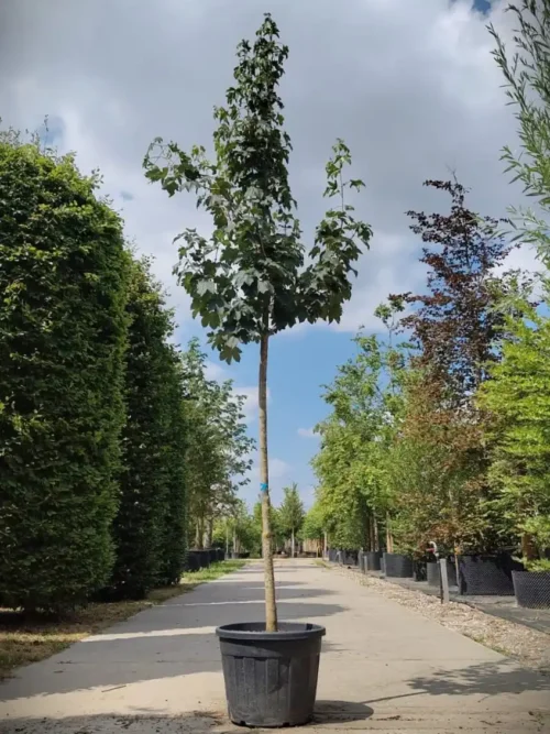 Gewone esdoorn | Laanboom