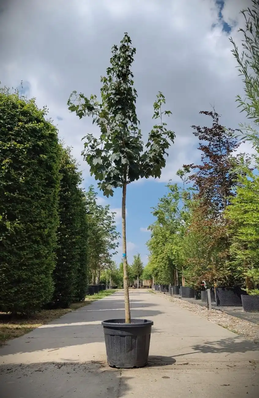 Gewone esdoorn | Laanboom