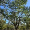 Japanse tempelboom (Ginkgo) | Halfstam