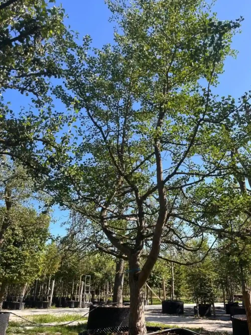 Japanse tempelboom (Ginkgo) | Halfstam