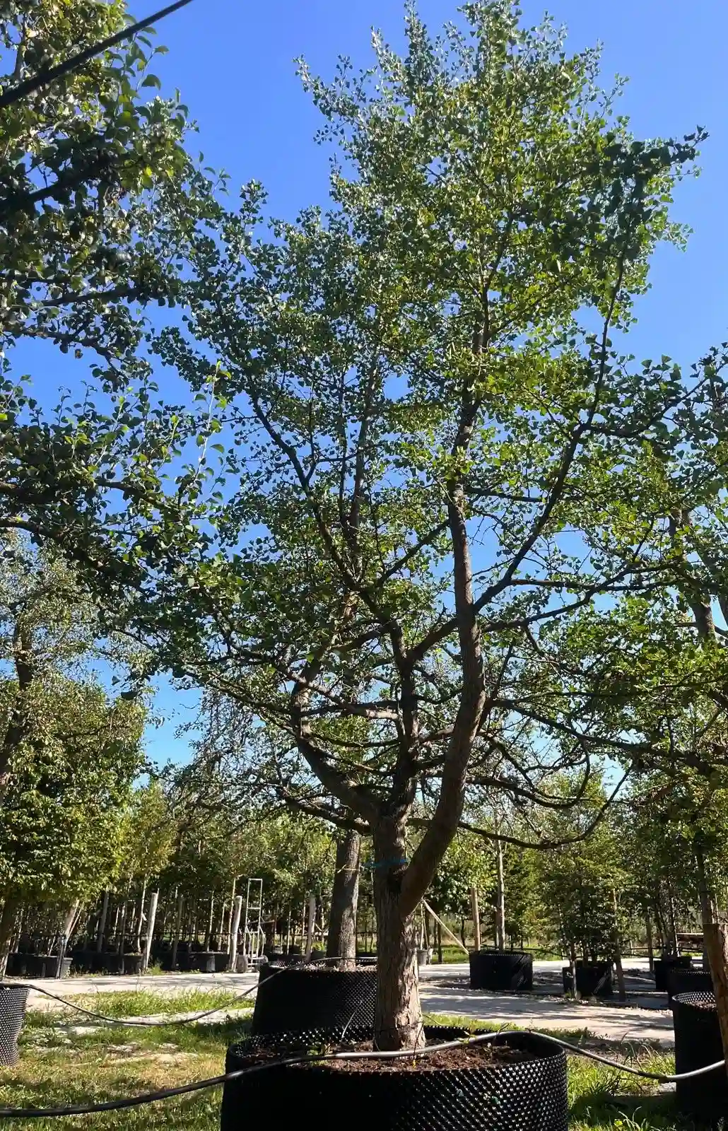 Japanse tempelboom (Ginkgo) | Halfstam