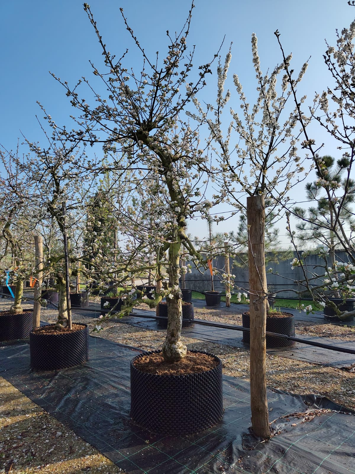 Appelboom 'Goudreinet' | Laagstam