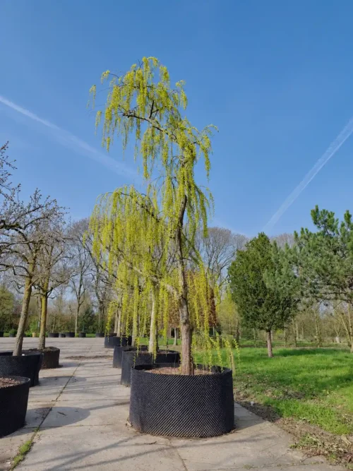Groene treurwilg | Halfstam