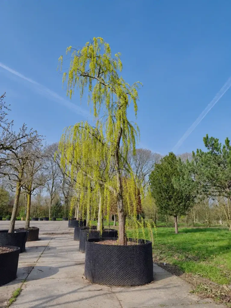 Groene treurwilg | Halfstam