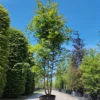 Groene beuk | Meerstammig